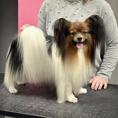 Psia Broda/Lisnat Pielęgnacja Zwierząt